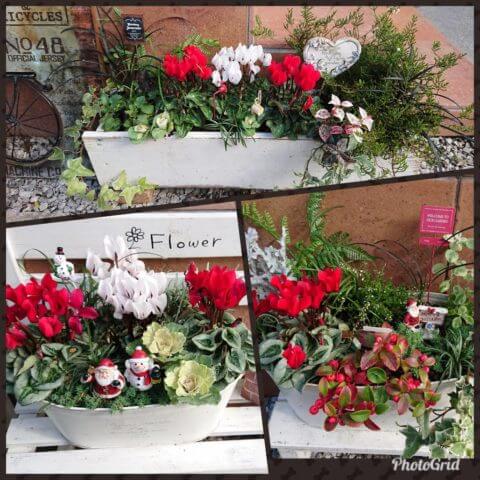 シクラメン本格デビュー