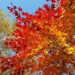 紅葉