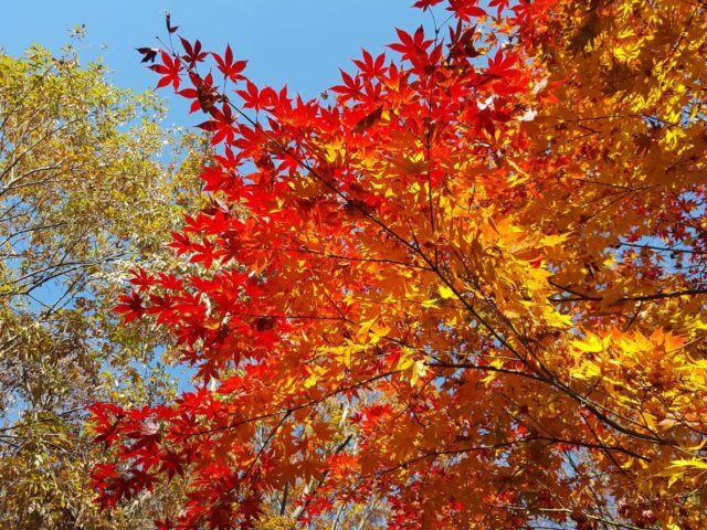 紅葉