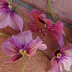 真冬に…ナメクジ(>_<)